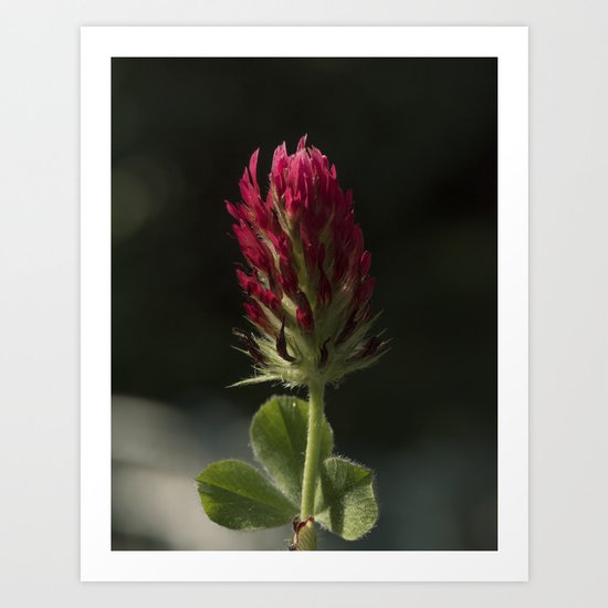 Red Clover Art Print