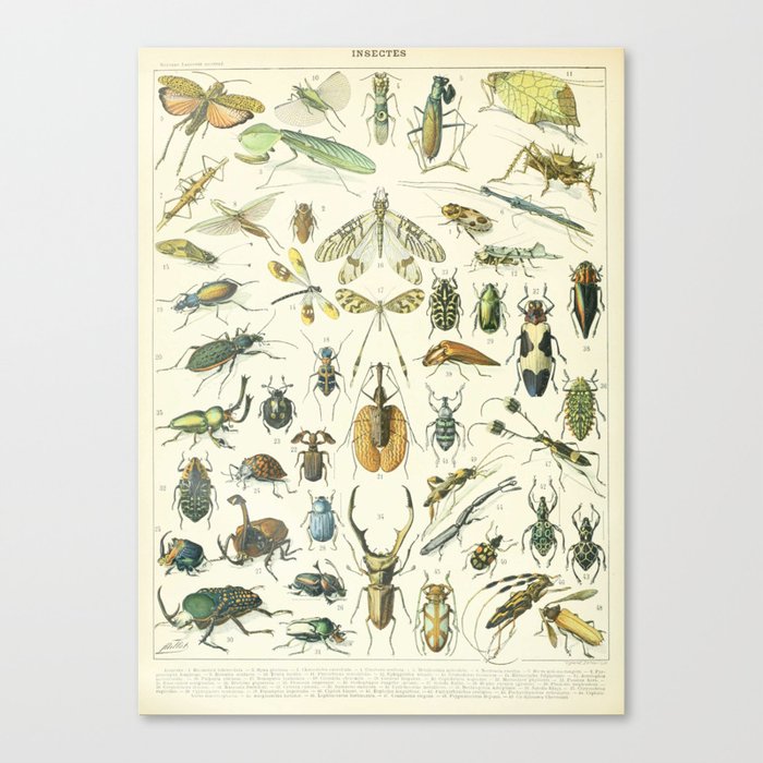 Vintage Insects Poster - Adolphe Millot Canvas Print