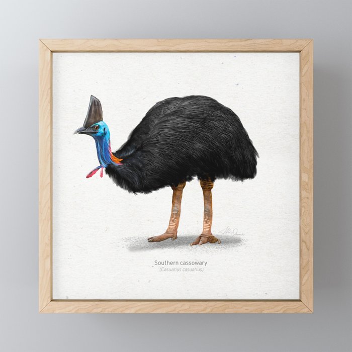 Southern cassowary scientific illustration art print Framed Mini Art Print