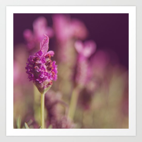 Lavender Art Print