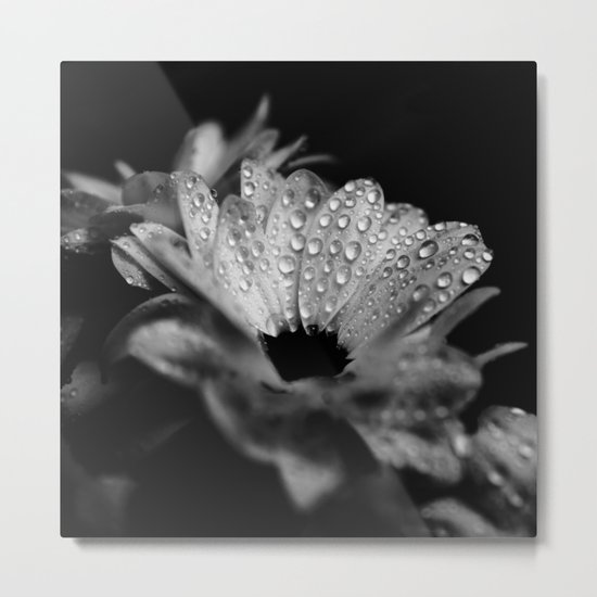 Daisies in black and white Metal Print