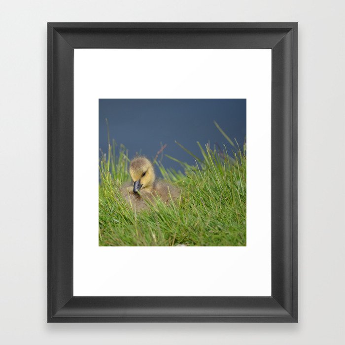 Fluffy - Cute Baby Canada Goose Framed Art Print