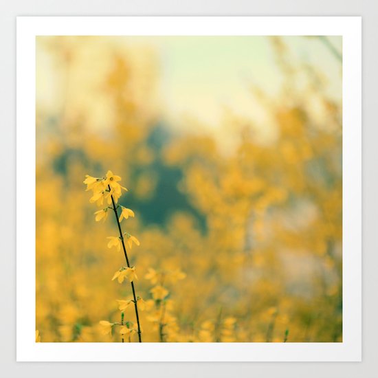 Forsythia Art Print