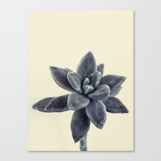 flower succulents plants Canvas Print