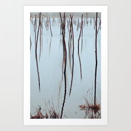 willow plantation in the Dutch floodplains Art Print