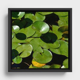 waterlilies leafs Framed Canvas