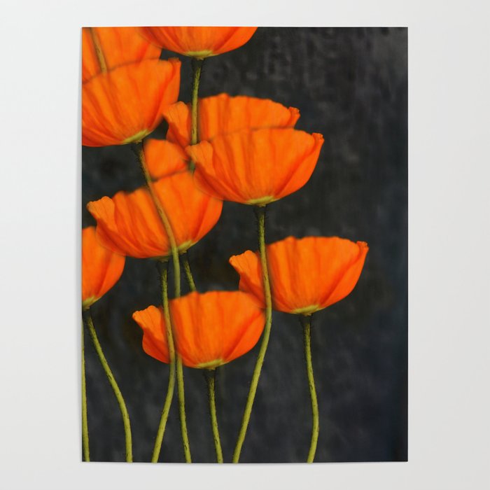 Poppies orange Poster