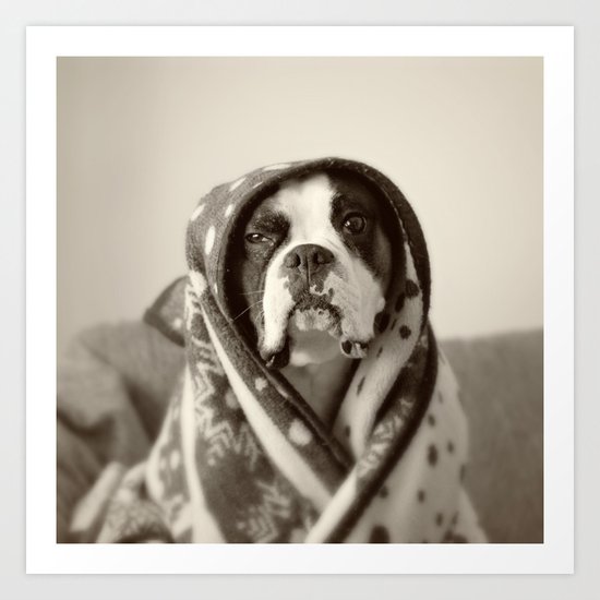 Obi Wan (Buck the world's most lovable boxer dog) Art Print