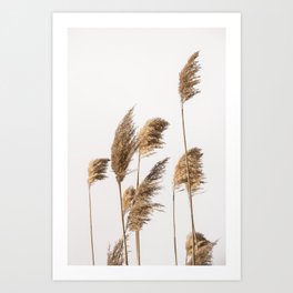Reed Grass | Nature Photography Art Print