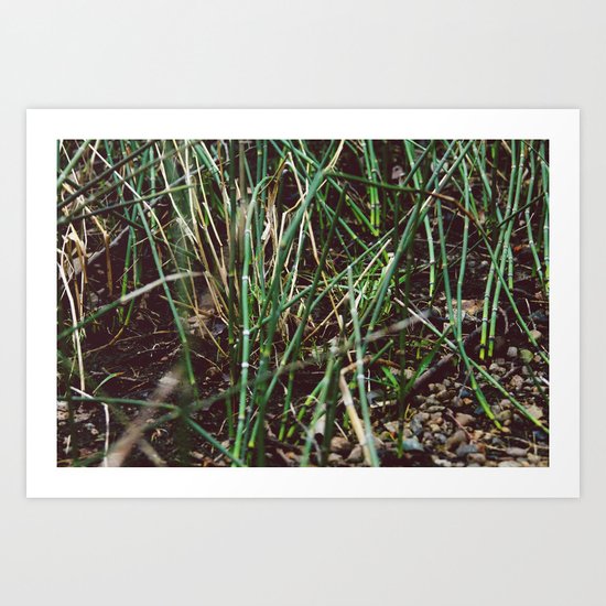 Shoots Art Print