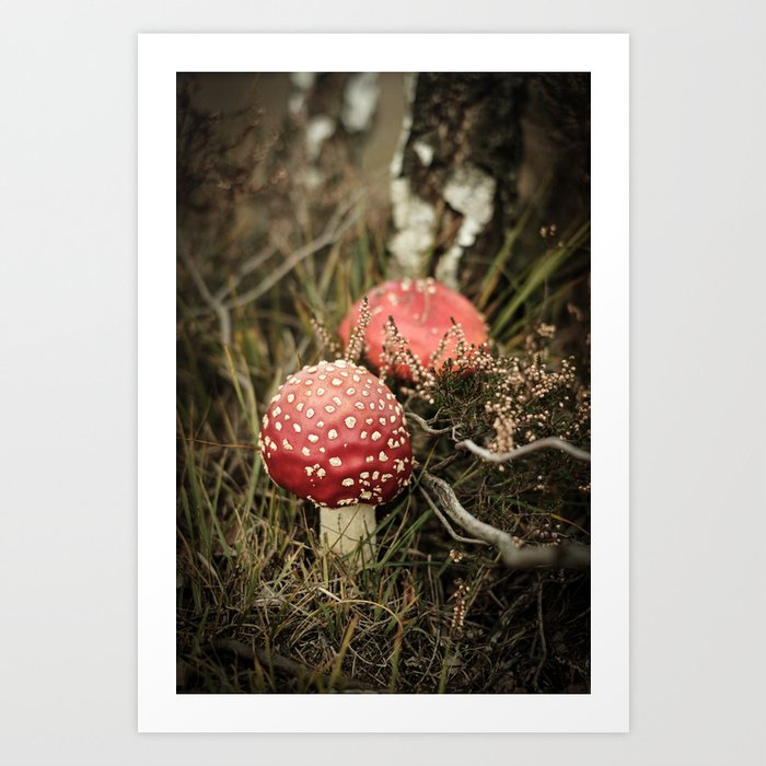 Two little red Mushrooms in green grass | The Netherlands | Color Photography | Nature photography | Photo Print | Art Print Art Print Art Print