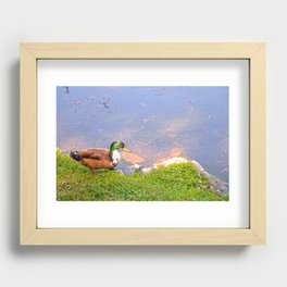Duck Going for a Swim Recessed Framed Print
