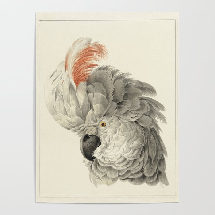 Head of a Cockatoo, Aert Schouman, 1725 - 1792 Poster