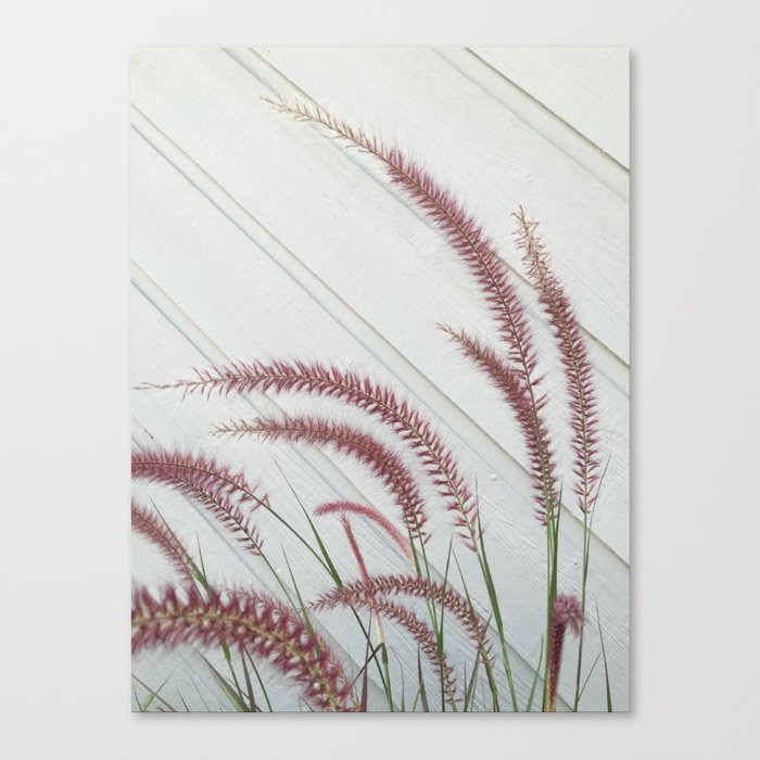 Purple Fountain Grass Canvas Print