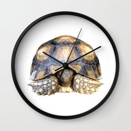 Sulcata Tortoise Wall Clock