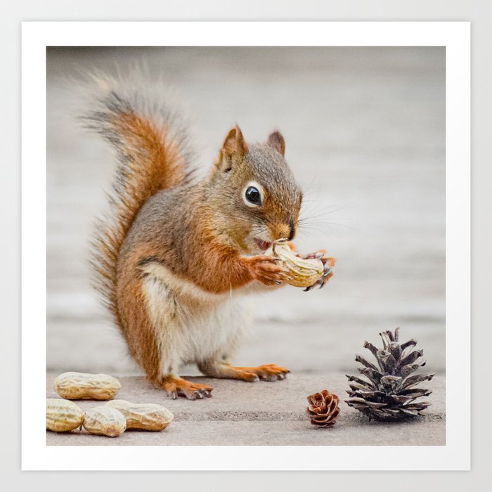 Red Squirrel found a peanut Art Print