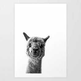 Alpaca Love Art Print