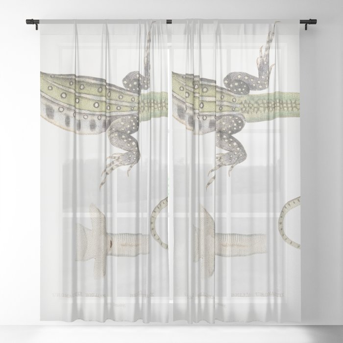 Bell's Uromastix (Uromastix Bellii) Sheer Curtain
