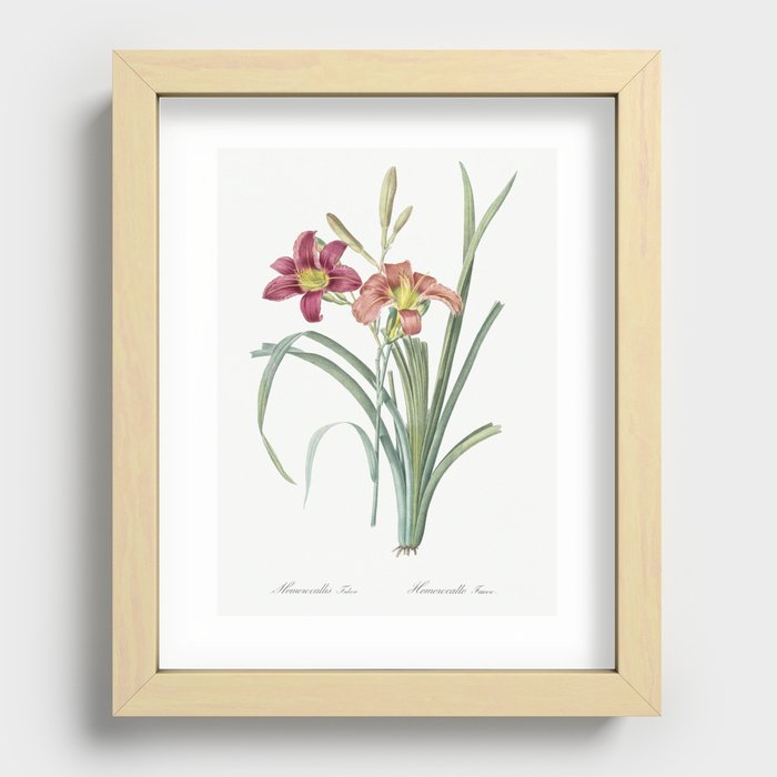 Orange day lily illustration from Les liliacées (1805) by Pierre-Joseph Redouté. Recessed Framed Print