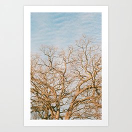 Winter Branches | Nature | 35mm Film Photography Art Print