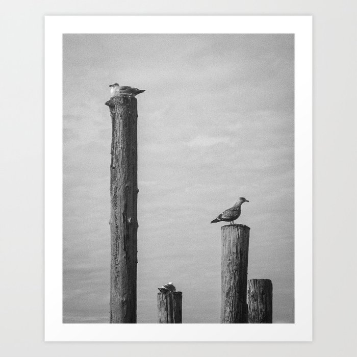 Seagulls Resting on Pilings Art Print