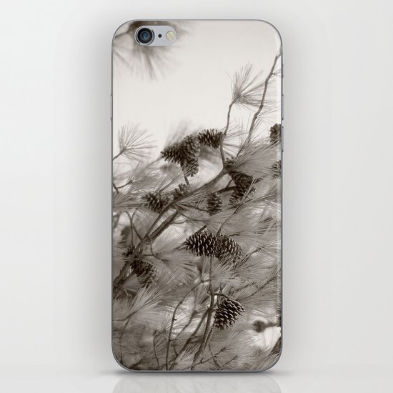 Pine Cones iPhone & iPod Skin