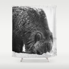 Alaskan Grizzly Bear in Snow, B & W - 2 Shower Curtain