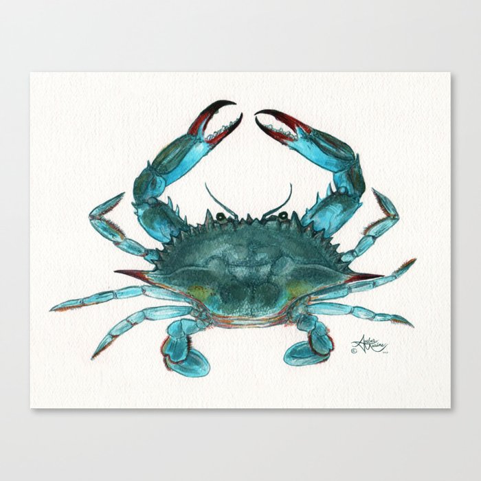 Blue Crab By Amber Marine Watercolor Painting Illustration