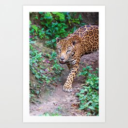 Jungle walking jaguar, Guatemala Art Print