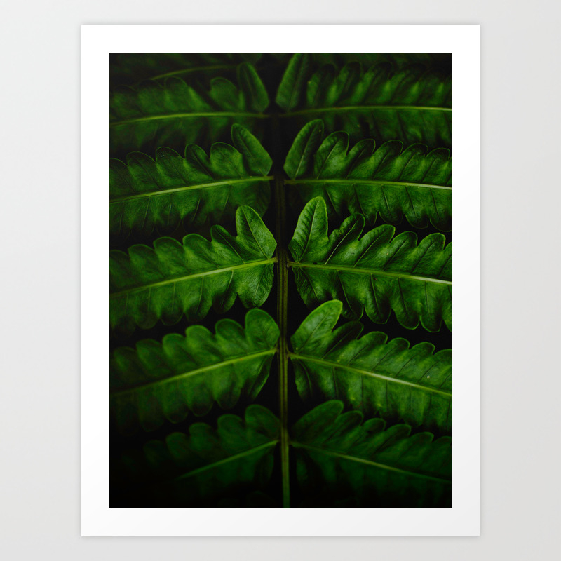 Close Up Of A Green Fern Leaf Intricate Patterns In Nature Against A Black Background Art Print By Enshape Society6 Photographing natural patterns is a fantastic project to work on as a outdoor photographer. society6