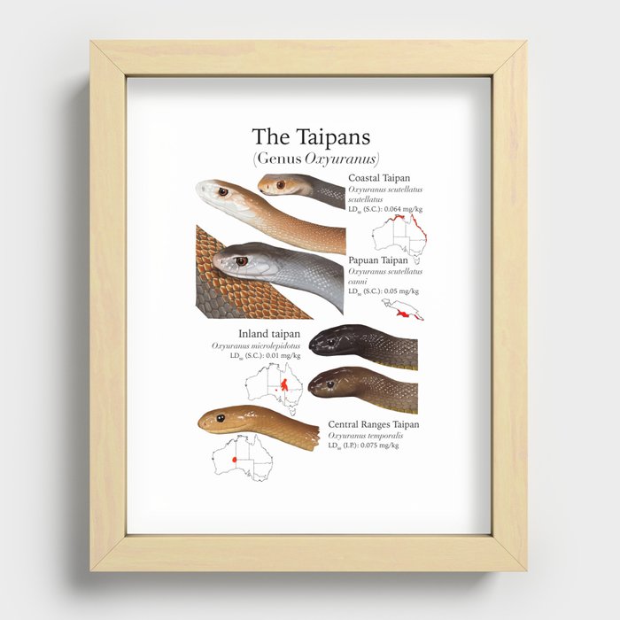Taipans Recessed Framed Print