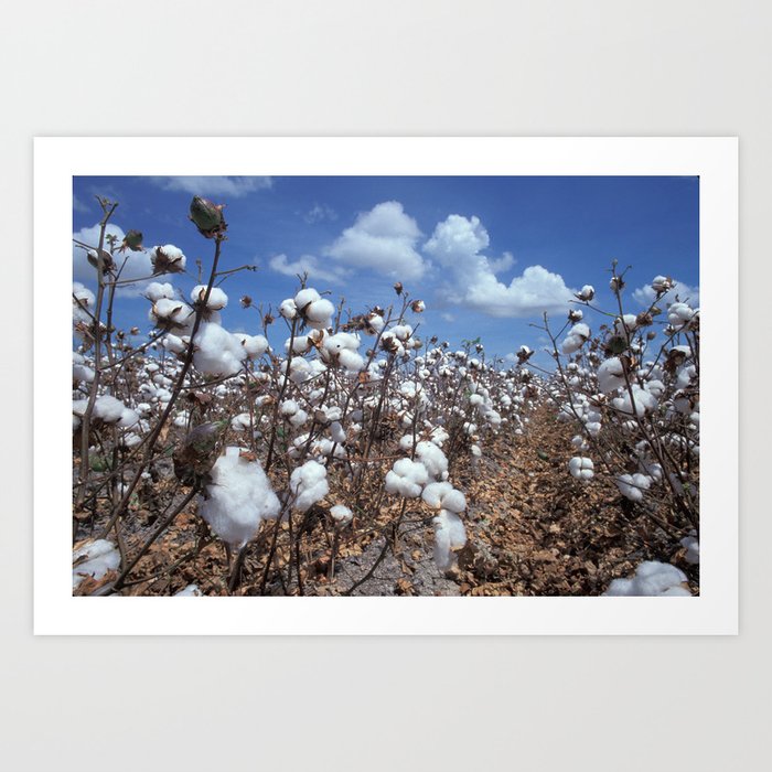 Cotton Field Art Print