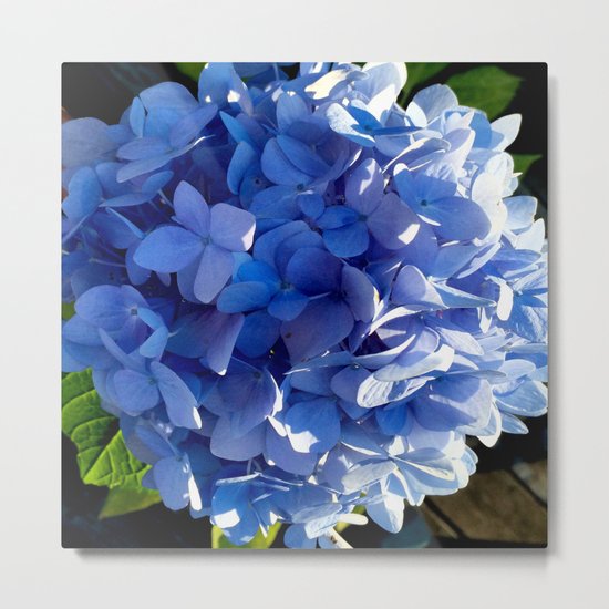 Blue Hydrangia Flower Blossom Metal Print