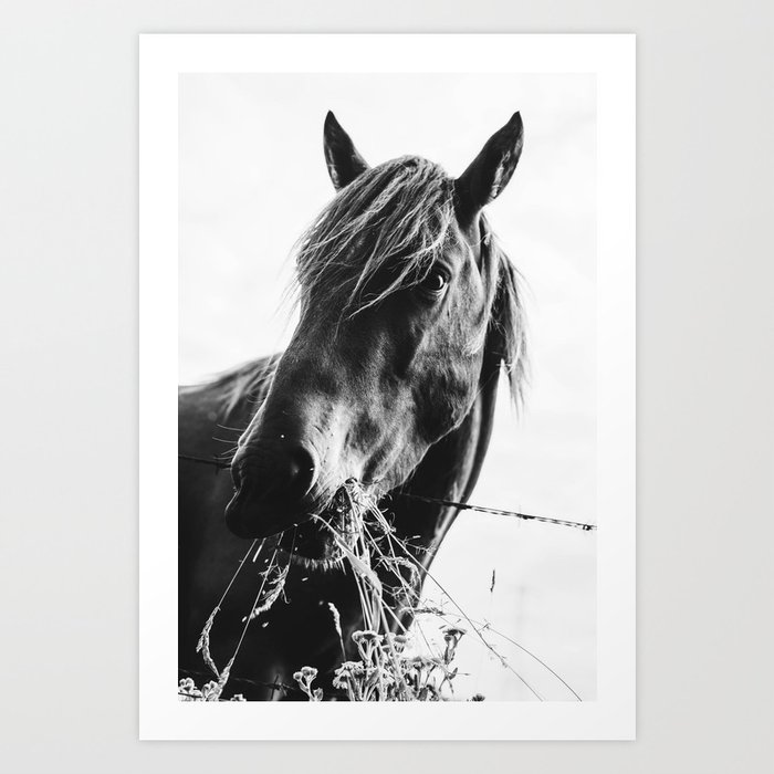 Horse Black and White Art Print