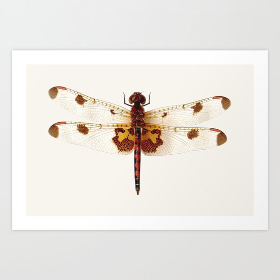 dragonfly #4 Art Print
