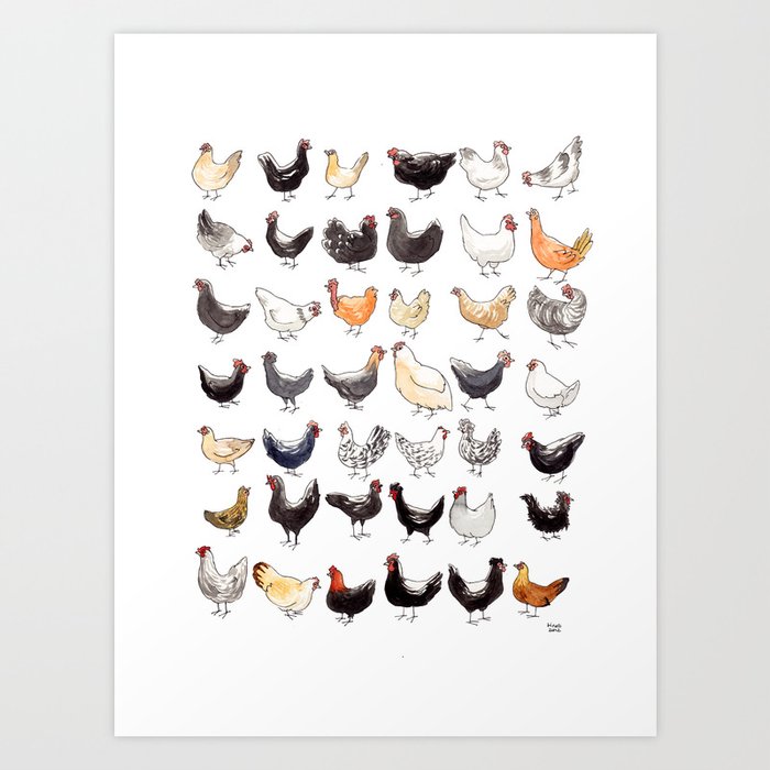 42 French chicken breeds Kunstdrucke 42 French chicken breeds Kunstdrucke