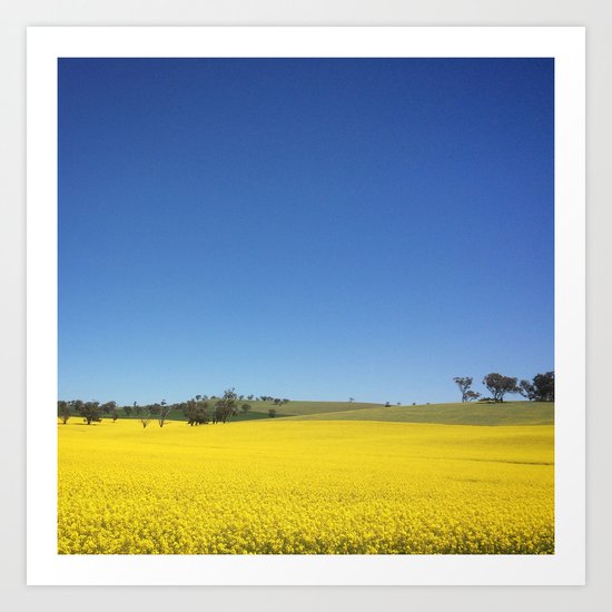 Canola Field Art Print