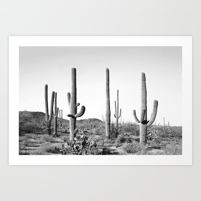 Grey Cactus Land Art Print