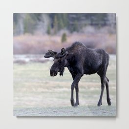 Watercolor Moose Bull 52, Endovalley, RMNP, Colorado Metal Print