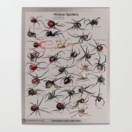 Latrodectus (Widow Spiders) Poster