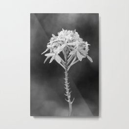 Black And White Orchid Flower Photography Epidendrum Radicans Metal Print | Tropics, Orchidaceae, Exotic, Flower, Tropic, Black, Bloom, Black And White, Grey, Orchid 