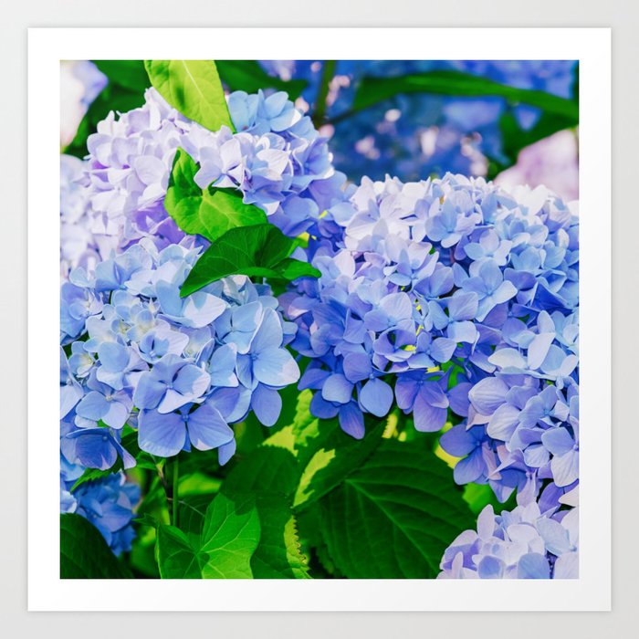 Purple blue hydrangea flowers Art Print
