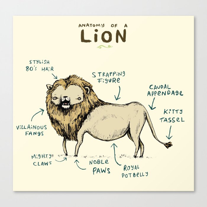 Anatomy of a Lion Canvas Print