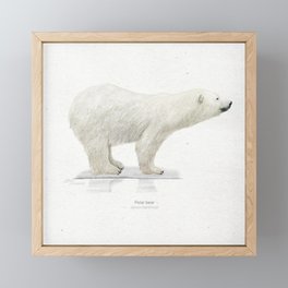Polar bear scientific illustration art print Framed Mini Art Print