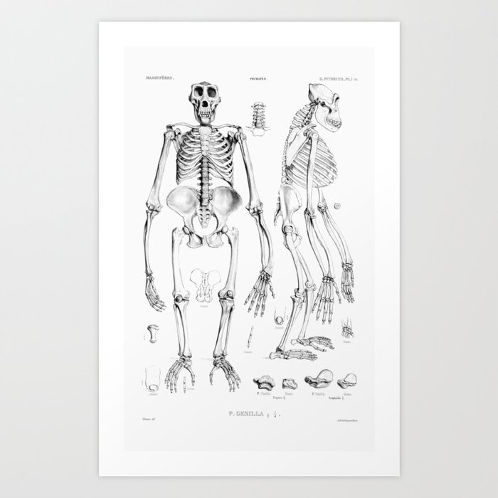 Vintage Gorilla Skeleton Art Print