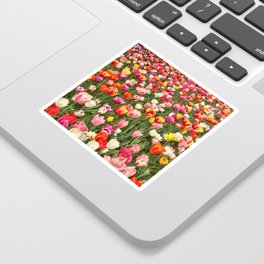 Tulip Festival Sticker