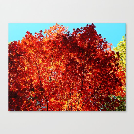 Red Maple Explosion Canvas Print