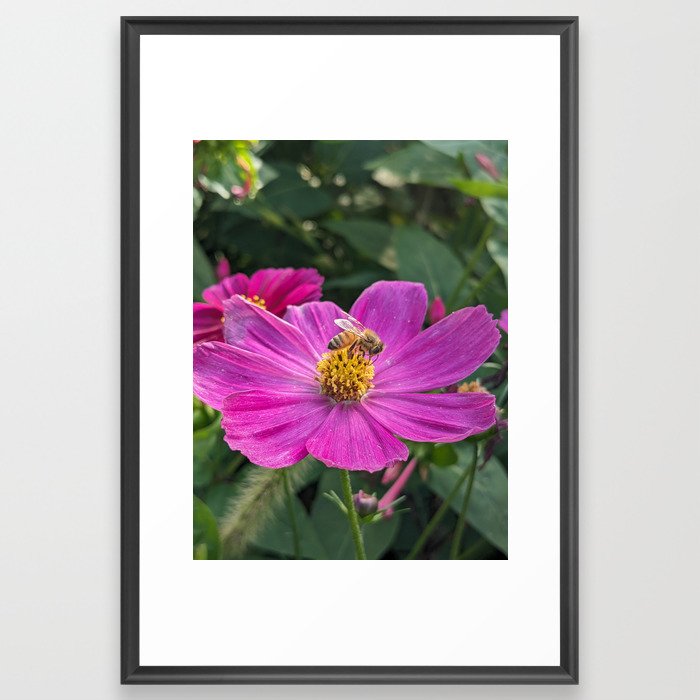 Bee Visiting Cosmo Flower  Framed Art Print