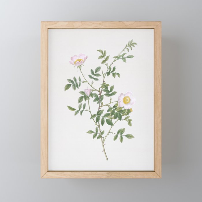 Vintage Pink Hedge Rose in Bloom Illustration Framed Mini Art Print