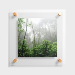 Brazil Photography - Moisty Rain Forest With Wet Leaves Floating Acrylic Print